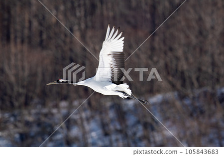 飛行中的丹頂鶴 飛行中的丹頂鶴 105843683