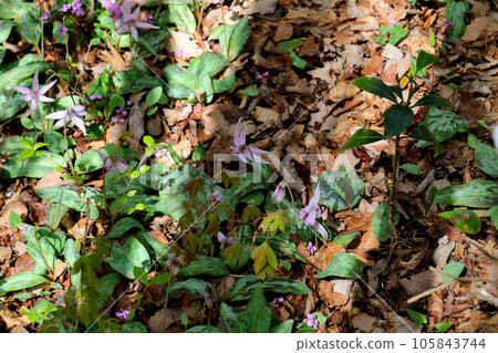A group of flower-shaped flowers A group of flower-shaped flowers 105843744