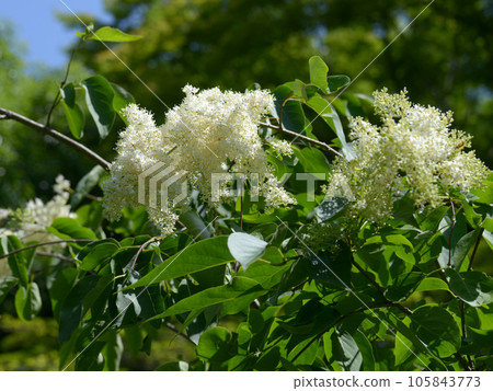 暴馬丁香 暴馬丁香 105843773