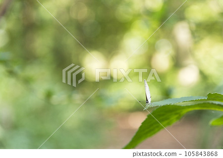 東京神代植物園蝴蝶和平[花卉和植物] 105843868