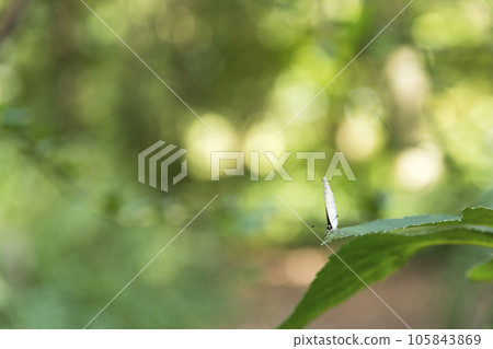東京神代植物園蝴蝶和平[花卉和植物] 105843869