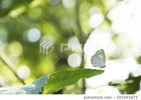 Tokyo Jindai Botanical Garden Butterfly Peace [Flowers and Plants] 105843873