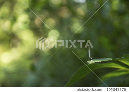 東京神代植物園蝴蝶和平[花卉和植物] 105843876