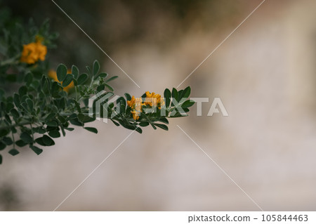 Medicago arborea blossom with copy space background Medicago arborea blossom with copy space background 105844463