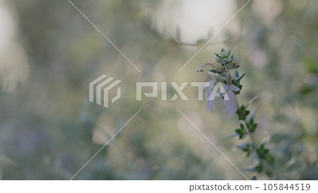 Teucrium fruticans close up shot Teucrium fruticans close up shot 105844519
