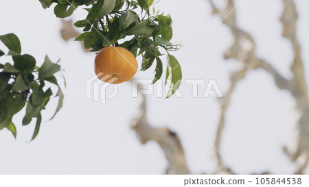 orange tree with citrus fruits closeup 105844538