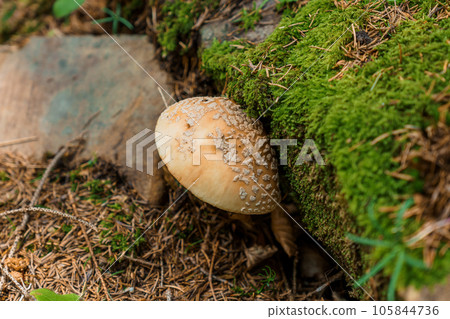 Beautiful white fly agaric in the forest around green moss Beautiful white fly agaric in the forest around green moss 105844736