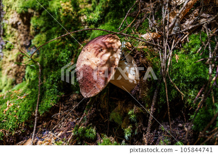 Beautiful porcini mushroom in the forest around green moss 105844741