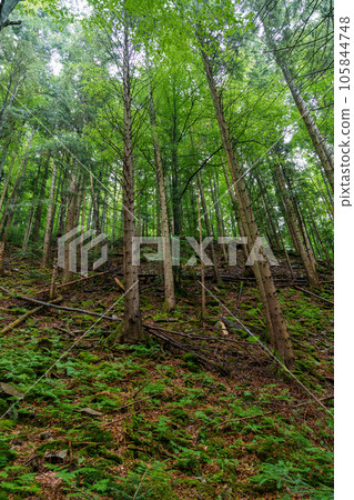 Beautiful green summer forest in the mountains after the rain Beautiful green summer forest in the mountains after the rain 105844748