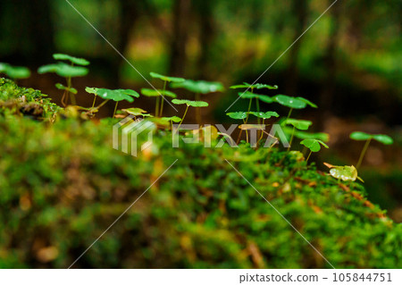 Mountain landscape. Green moss in the mountain forest Mountain landscape. Green moss in the mountain forest 105844751