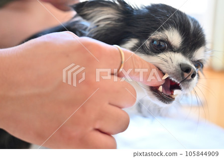 Chihuahua biting the owner's finger Chihuahua biting the owner's finger 105844909