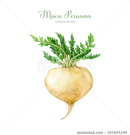 Maca peruana fresh root watercolor illustration. Hand drawn Lepidium meyenii medicinal plant. Maca organic root with green leaves adaptogenic herb. Isolated on white background 105845249