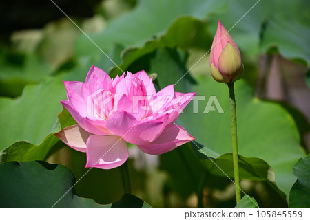 整齊的夏花——荷花 整齊的夏花——荷花 105845559