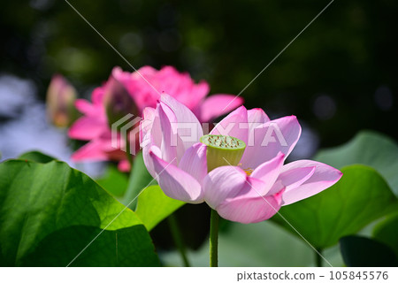 neat summer flower-lotus neat summer flower-lotus 105845576