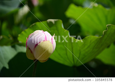 neat summer flower-lotus 105845578