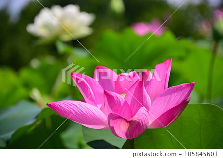 整齊的夏花——荷花 整齊的夏花——荷花 105845601