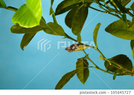 Swallowtail chrysalis 105845727