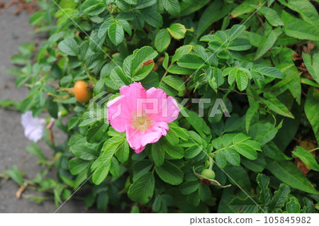 Hamanus flowers Hamanus flowers 105845982