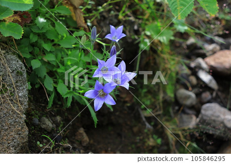 Flower of Iwagome Flower of Iwagome 105846295