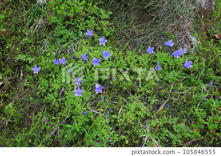 Flower of Iwagome 105846555