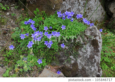 Flower of Iwagome Flower of Iwagome 105846717
