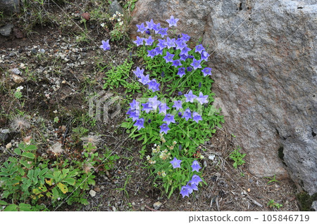 Flower of Iwagome Flower of Iwagome 105846719