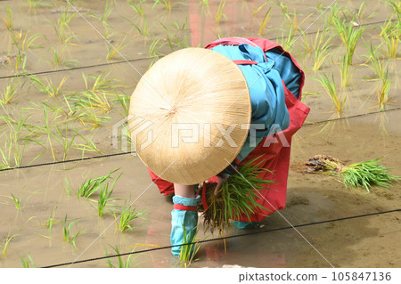 伏見稻荷插秧節 105847136