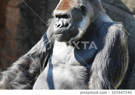 western gorilla upper body 105847340