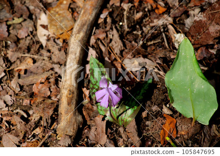 A group of flower-shaped flowers A group of flower-shaped flowers 105847695