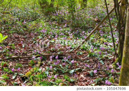 A group of flower-shaped flowers A group of flower-shaped flowers 105847696