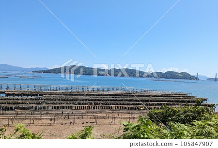 Oyster farming in Akitsu, Hiroshima Prefecture 105847907