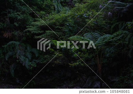 淺色(深色)插入深綠色蕨類植物森林中 淺色(深色)插入深綠色蕨類植物森林中 105848081