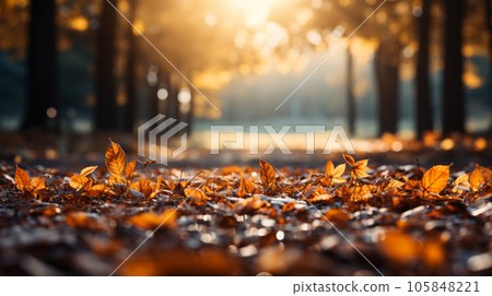 A photo of a beautiful autumn forest landscape with autumn yellow leaves, postcard A photo of a beautiful autumn forest landscape with autumn yellow leaves, postcard 105848221
