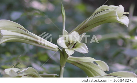 White lily flower White lily flower 105848273
