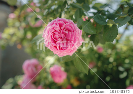 Field of roses in sunny summer day 105848575
