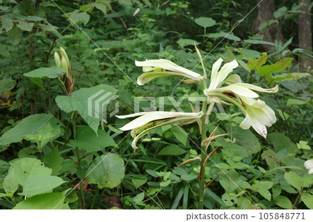 Plants of the Satoyama Mountain Lily Lily Lily that Lime Green Flowers Bloom in the Shade Plants of the Satoyama Mountain Lily Lily Lily that Lime Green Flowers Bloom in the Shade 105848771