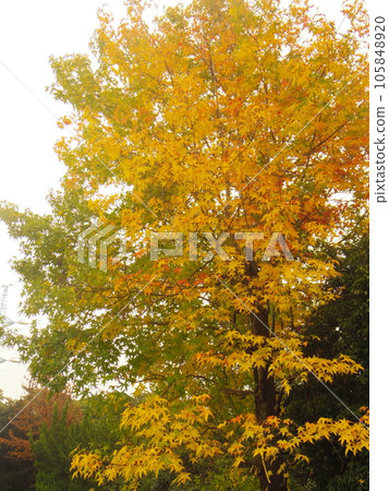 Maple map of park Maple map of park 105848920