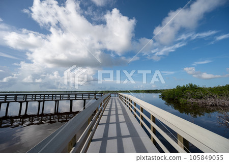 West Lake boardwalk in Everglades National Park under sunny summer cloudscape. 105849055