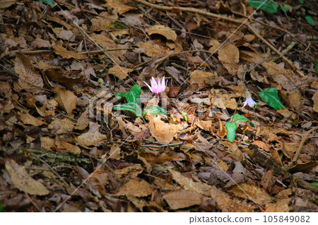 A group of flower-shaped flowers 105849082