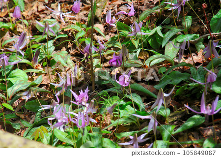 A group of flower-shaped flowers 105849087