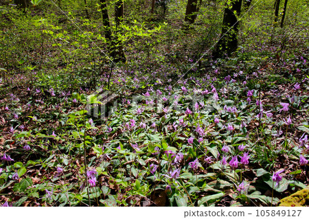 A group of flower-shaped flowers A group of flower-shaped flowers 105849127