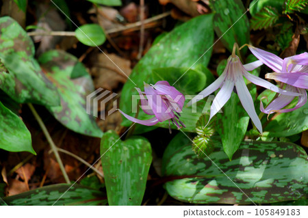 A group of flower-shaped flowers 105849183
