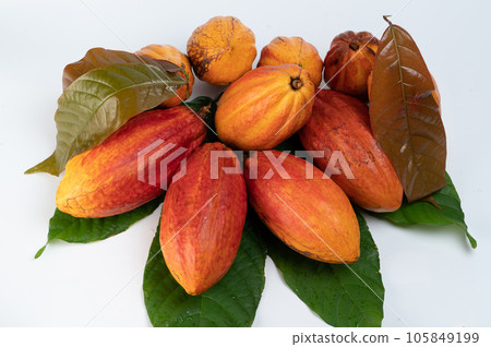 Fresh cacao pile pods 105849199