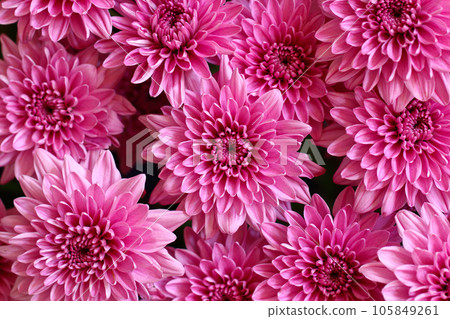 Chrysanthemum background Chrysanthemum background 105849261