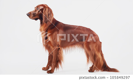 Irish setter dog white background 105849297
