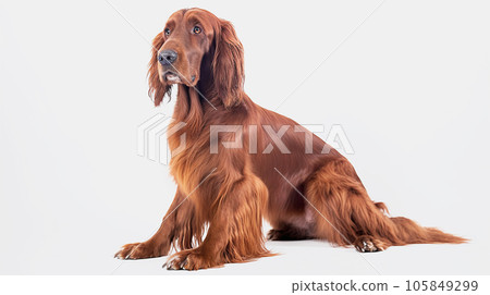 愛爾蘭塞特犬白色背景 105849299