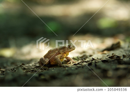 View of a toad sitting on leaves, summer day in eastern Poland View of a toad sitting on leaves, summer day in eastern Poland 105849336