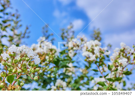 Salisbury Salisbury 105849407