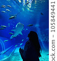 Manta rays and whale sharks swimming in an aquarium tank 105849441