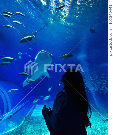 蝠鱝和鯨鯊在水族館裡游泳 蝠鱝和鯨鯊在水族館裡游泳 105849441